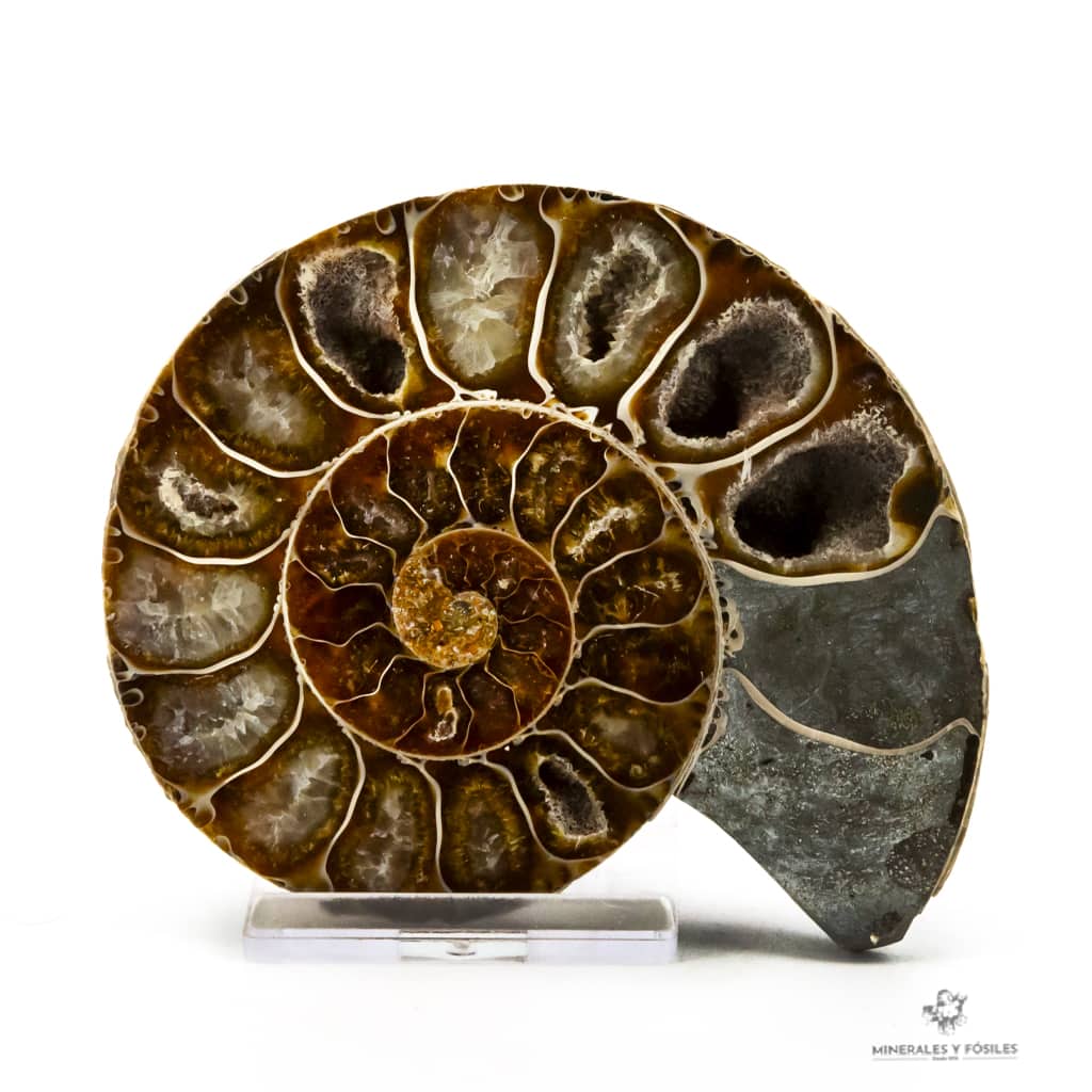 AMMONITES CLEONICERAS NACARADO CORTADO MEDIANO geodas