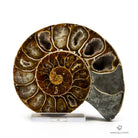 AMMONITES CLEONICERAS NACARADO CORTADO MEDIANO geodas