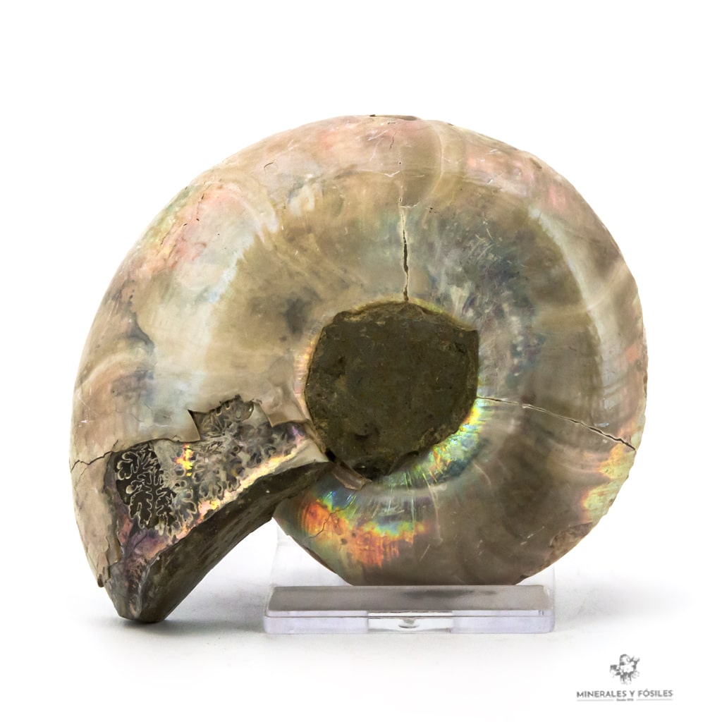 AMMONITES CLEONICERAS NACARADO CORTADO MEDIANO nacar