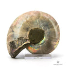 AMMONITES CLEONICERAS NACARADO CORTADO MEDIANO nacar