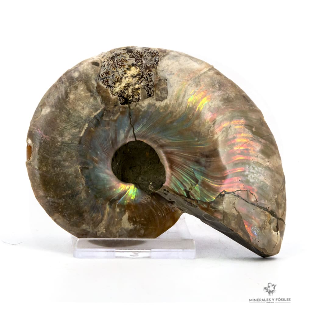 AMMONITES CLEONICERAS NACARADO CORTADO MEDIANO nacar