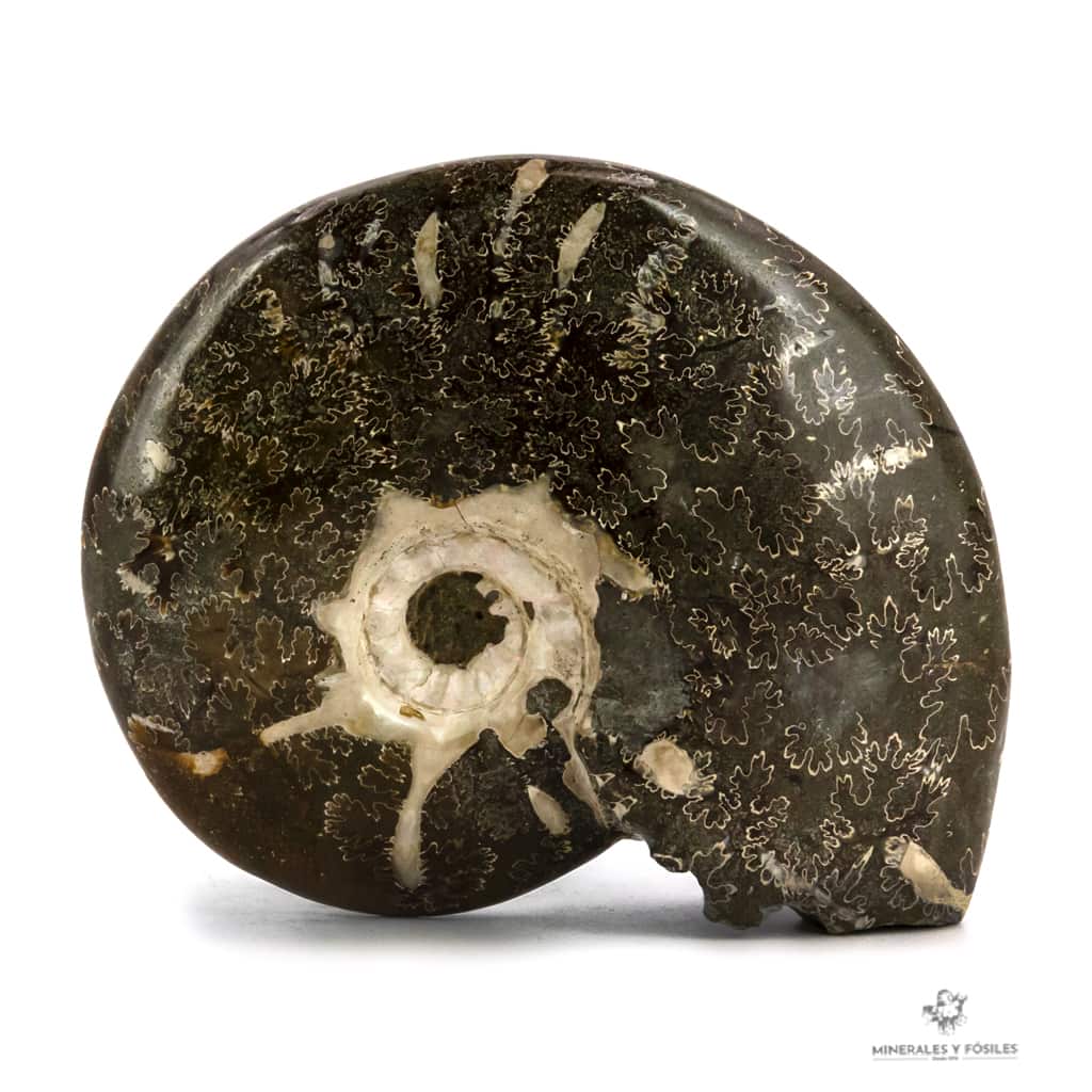 AMMONITES PHYLLOCERAS