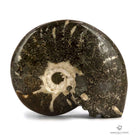 AMMONITES PHYLLOCERAS