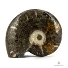 AMMONITES PHYLLOCERAS