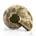 AMMONITES CLEONICERAS NACARADO CORTADO MEDIANO