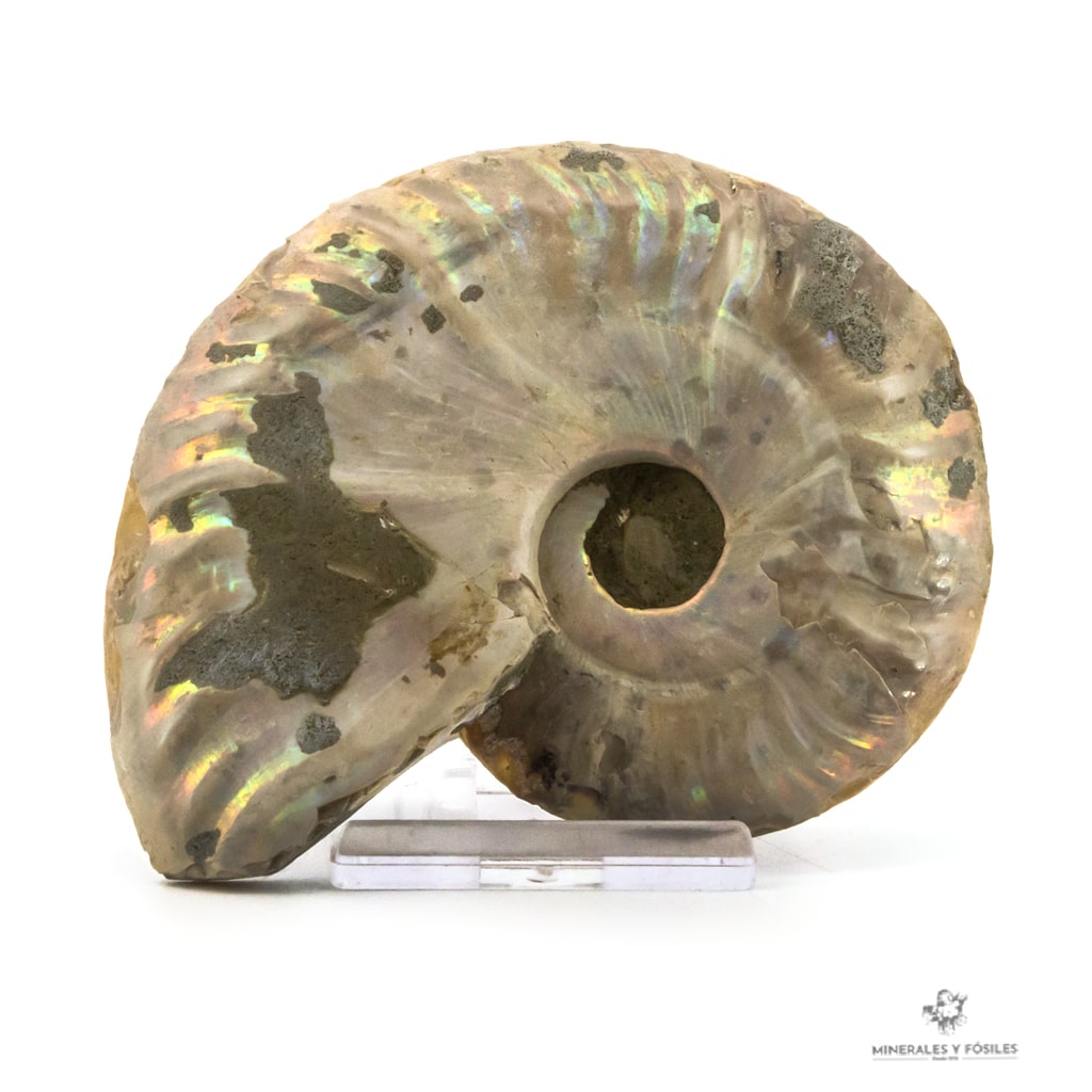 Amonites opalizado madagascar