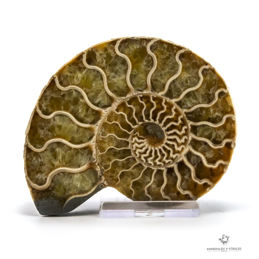 Amonites opalizado camaras