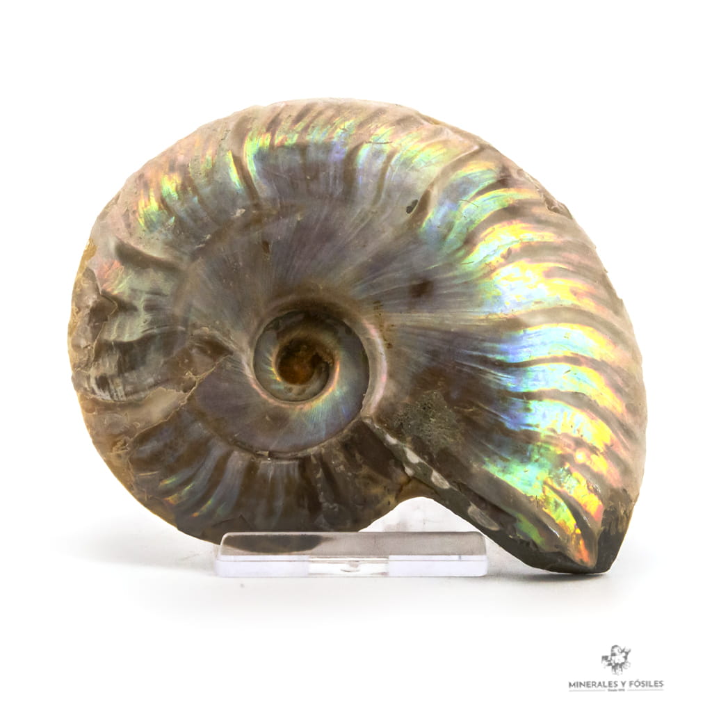 Amonites opalizado cleoniceras
