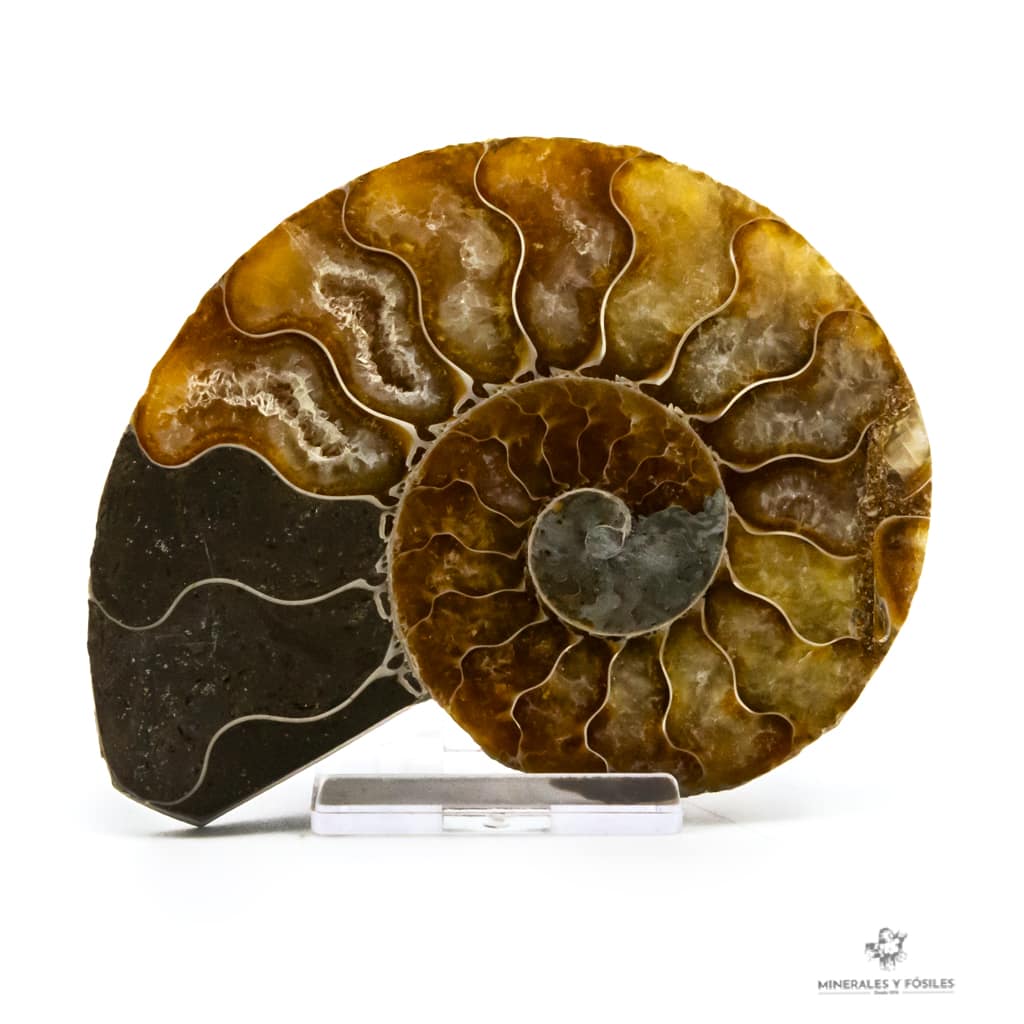 Ammonites cleoniceras