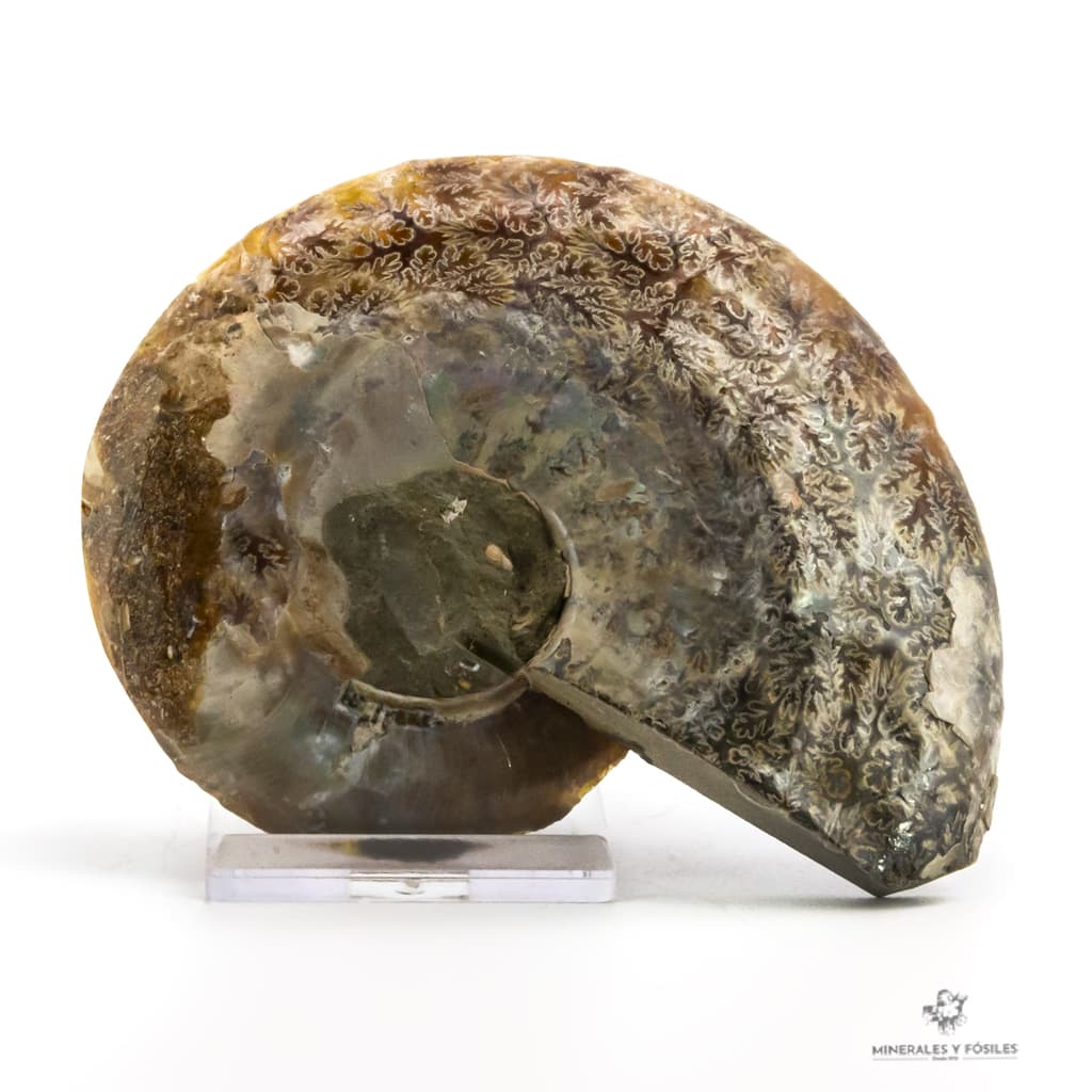 Periodo: Cretácico, Albiense ≈ 113-100,5 m.a. nacar