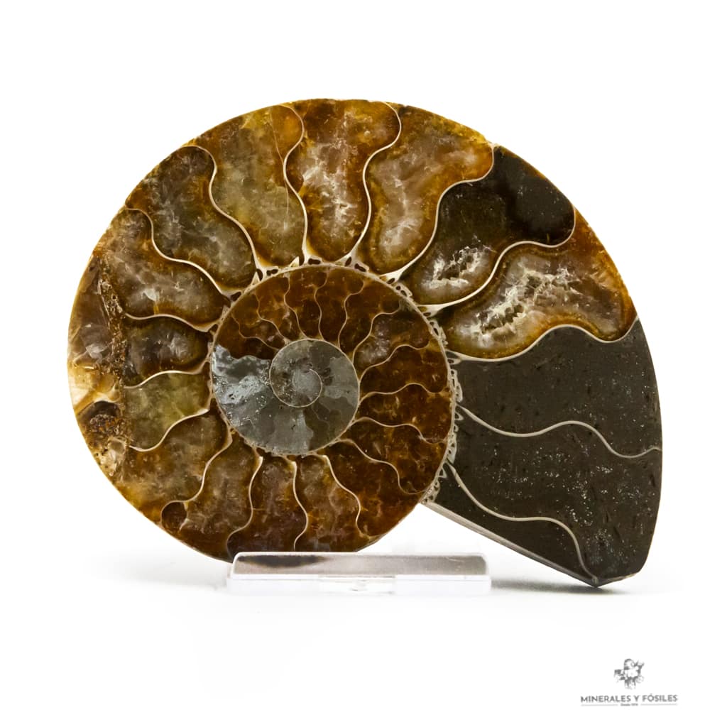 Ammonties madagascar