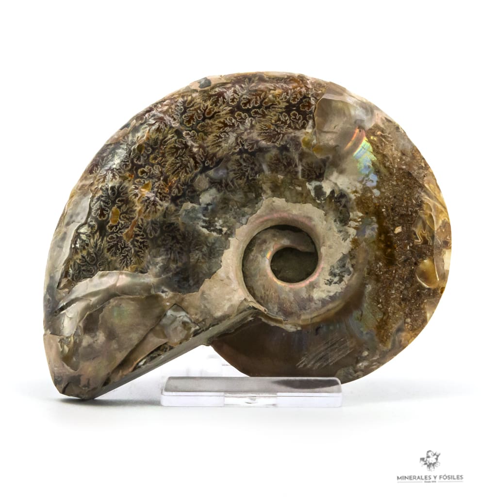 Ammonites opalizado