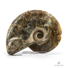 Ammonites opalizado