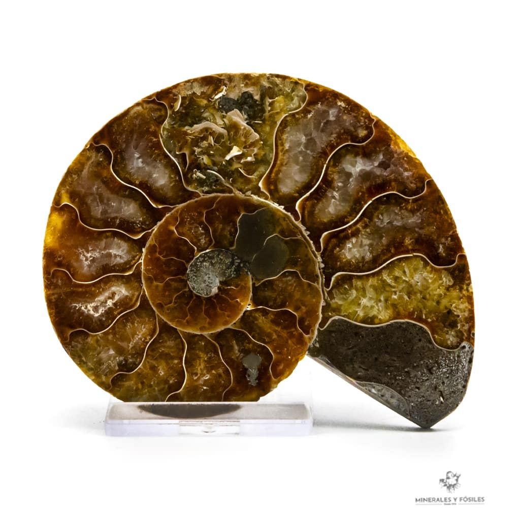 AMMONITES CLEONICERAS NACARADO CORTADO MEDIANO