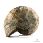 Ammonites desmoceras opalizado