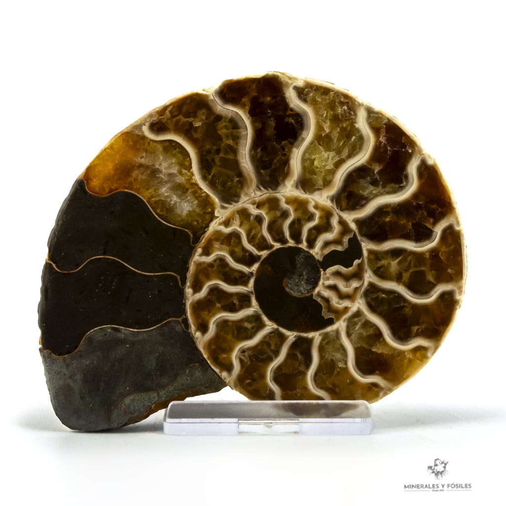 AMMONITES CLEONICERAS OPALIZADO CORTADO 2 PARTES PEQUEÑO