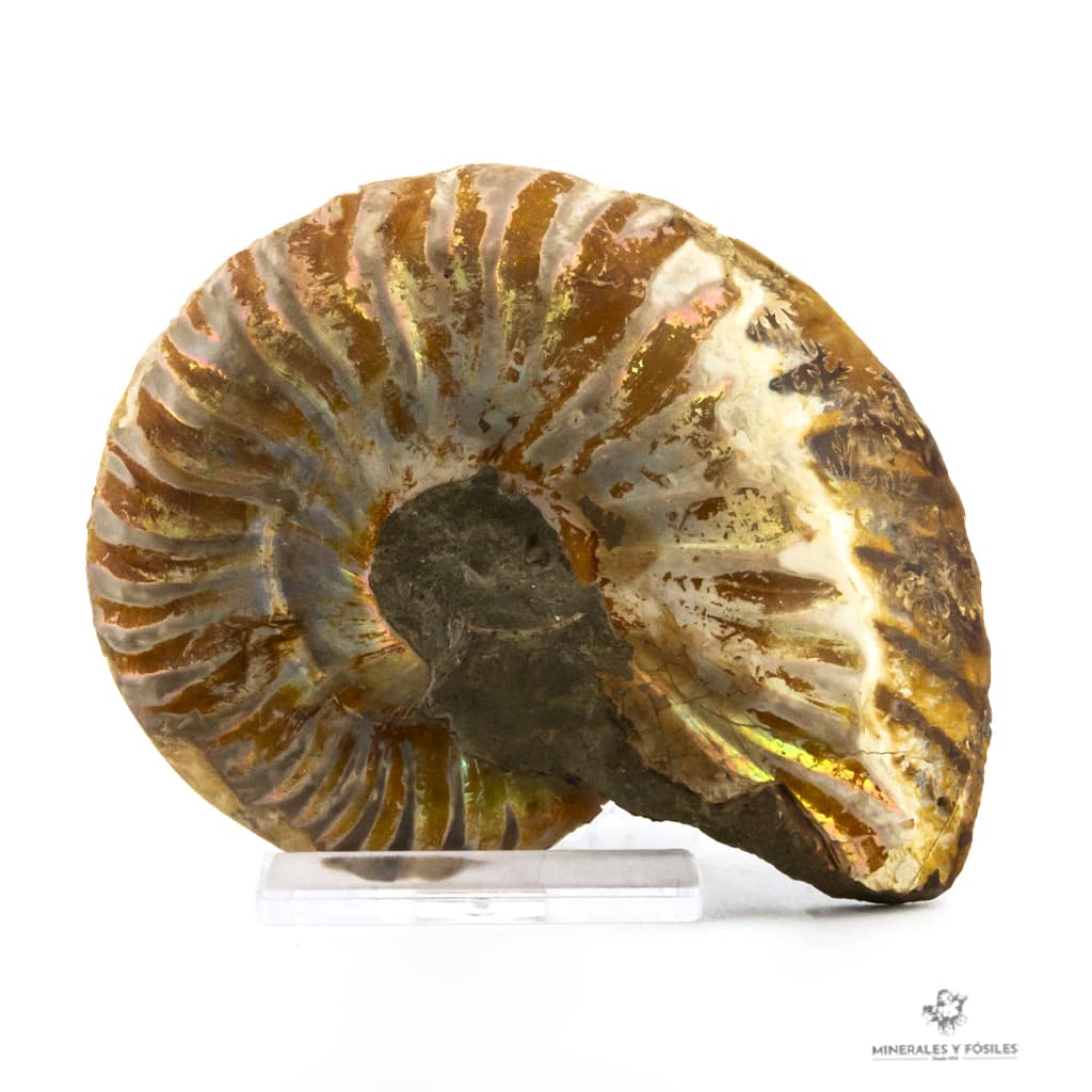AMMONITES CLEONICERAS AMMONITE OPALIZADO CORTADO 2 PARTES PEQUEÑO