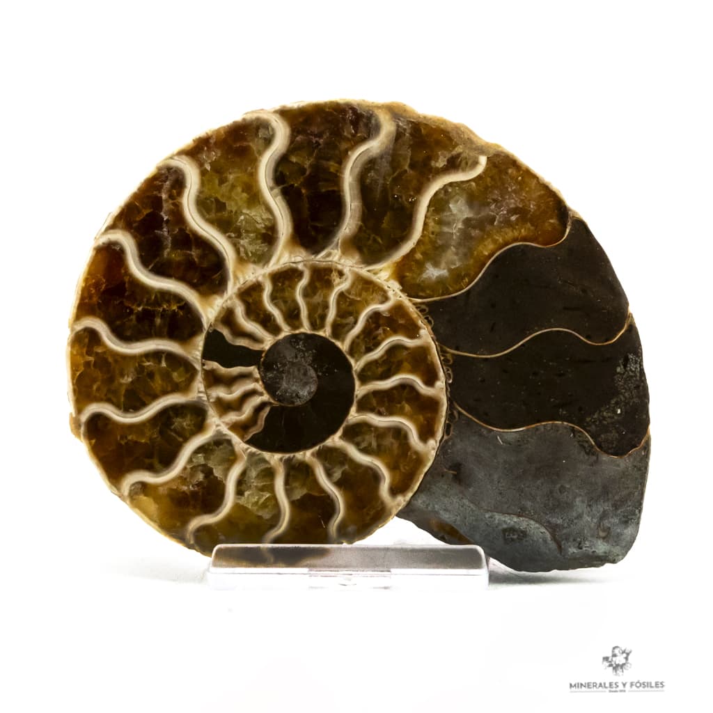 AMMONITES CLEONICERAS OPALIZADO CORTADO 2 PARTES