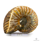 AMMONITES CLEONICERAS OPALIZADO CORTADO 2 PARTES PEQUEÑO madagascar