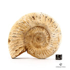 AMMONITES PERISPHINCTES VIRGULOIDES EXTRA CM