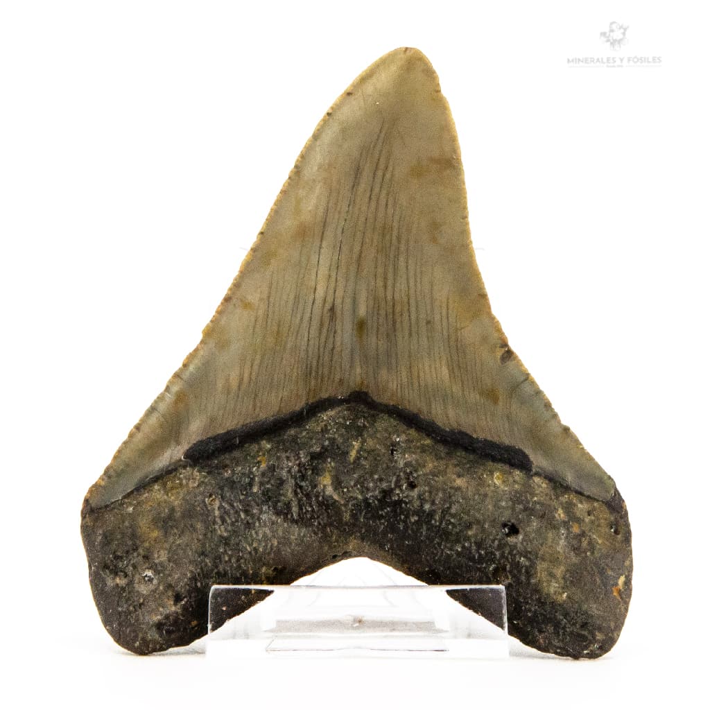 Diente fosil tiburon