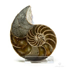  NAUTILUS FÓSIL CORTADO