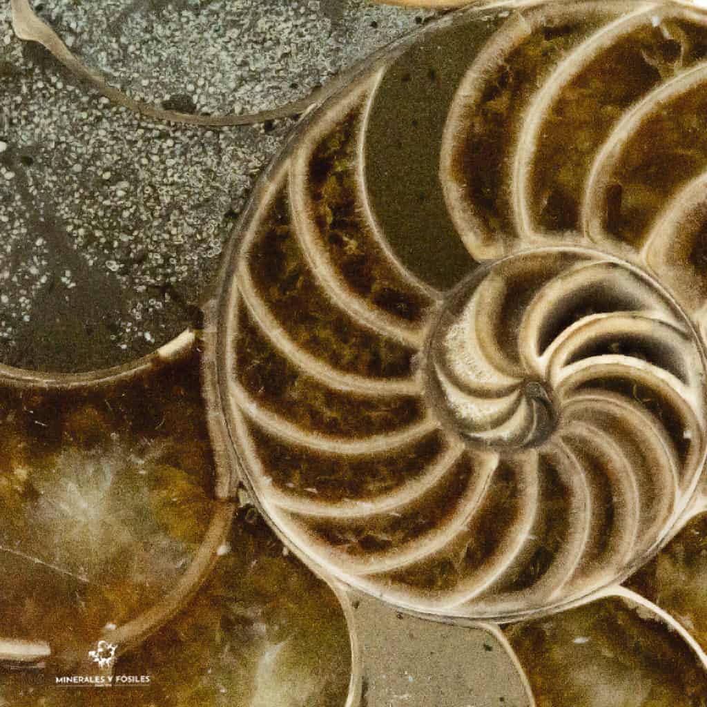  NAUTILUS FÓSIL CORTADO camaras