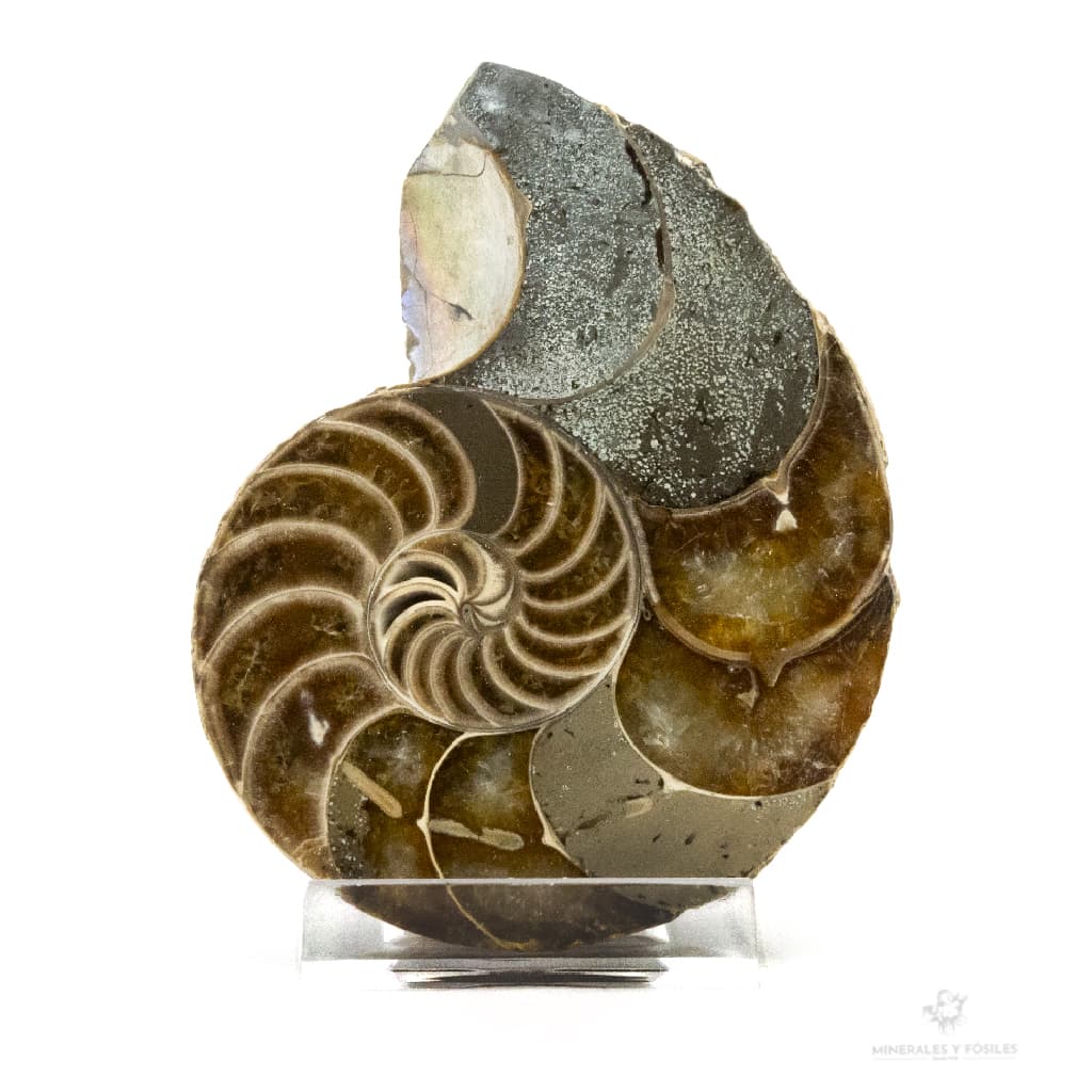  NAUTILUS FÓSIL CORTADO