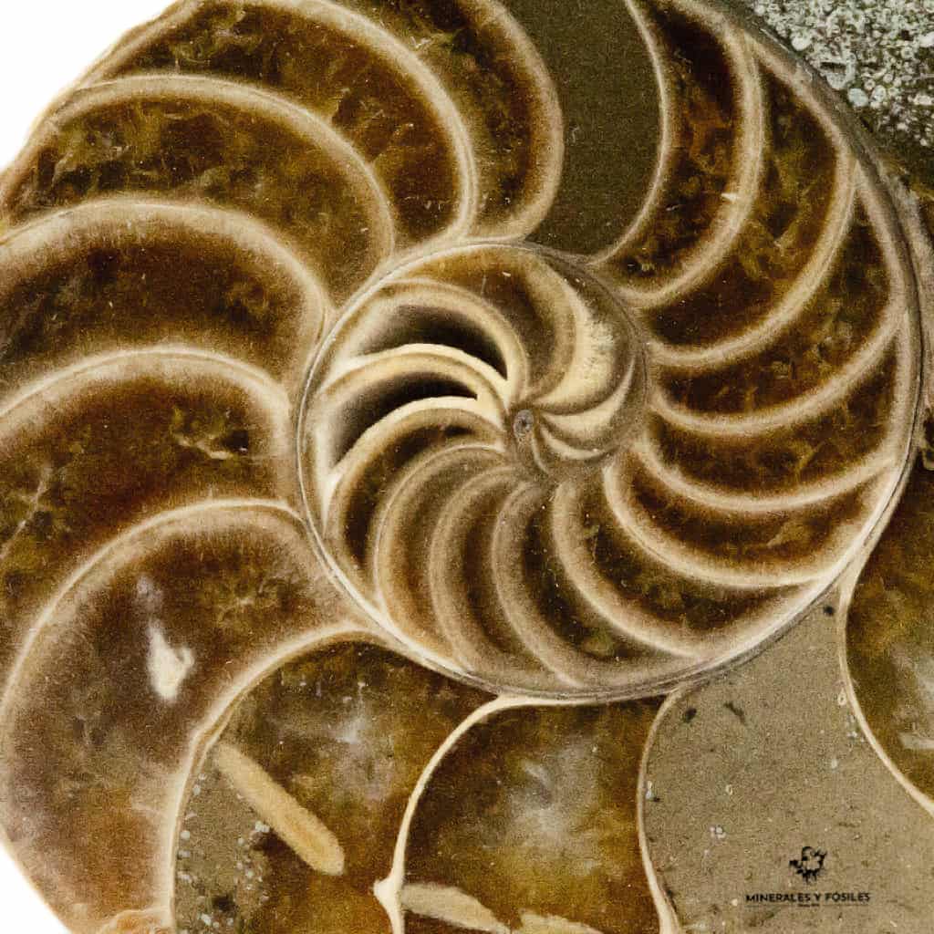  NAUTILUS FÓSIL espiral