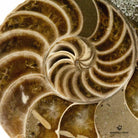  NAUTILUS FÓSIL espiral