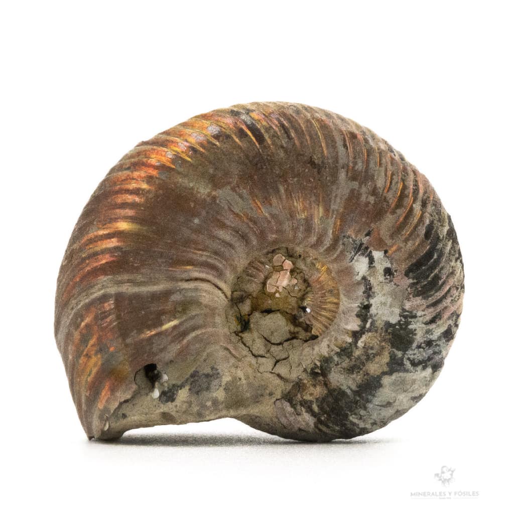 AMMONITES QUEENSTEDTOCERAS PIRITIZADO
