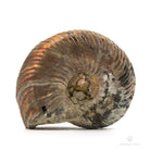 AMMONITES QUEENSTEDTOCERAS PIRITIZADO