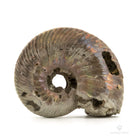 AMMONITES QUEENSTEDTOCERAS PIRITIZADO