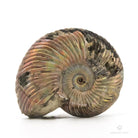 AMMONITES QUEENSTEDTOCERAS PIRITIZADO