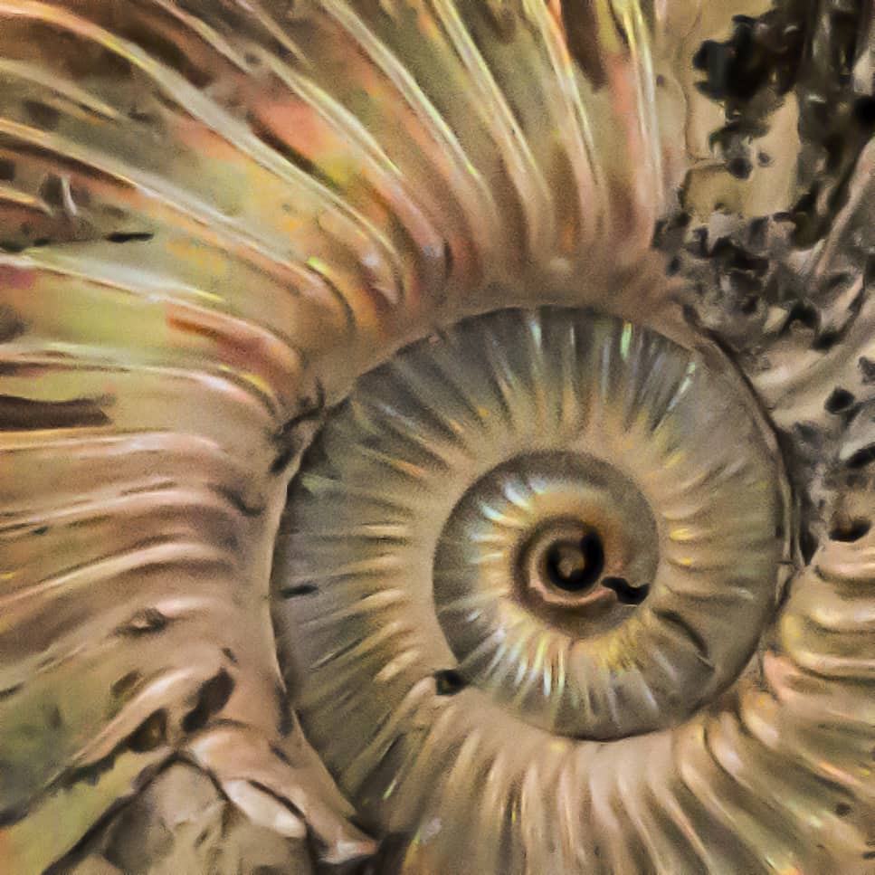 AMMONITES QUEENSTEDTOCERAS PIRITIZADO