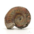 AMMONITES QUEENSTEDTOCERAS PIRITIZADO