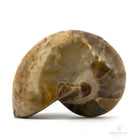 NAUTILUS FÓSIL