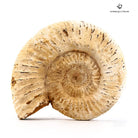 AMMONITES PERISPHINCTES VIRGULOIDES 
