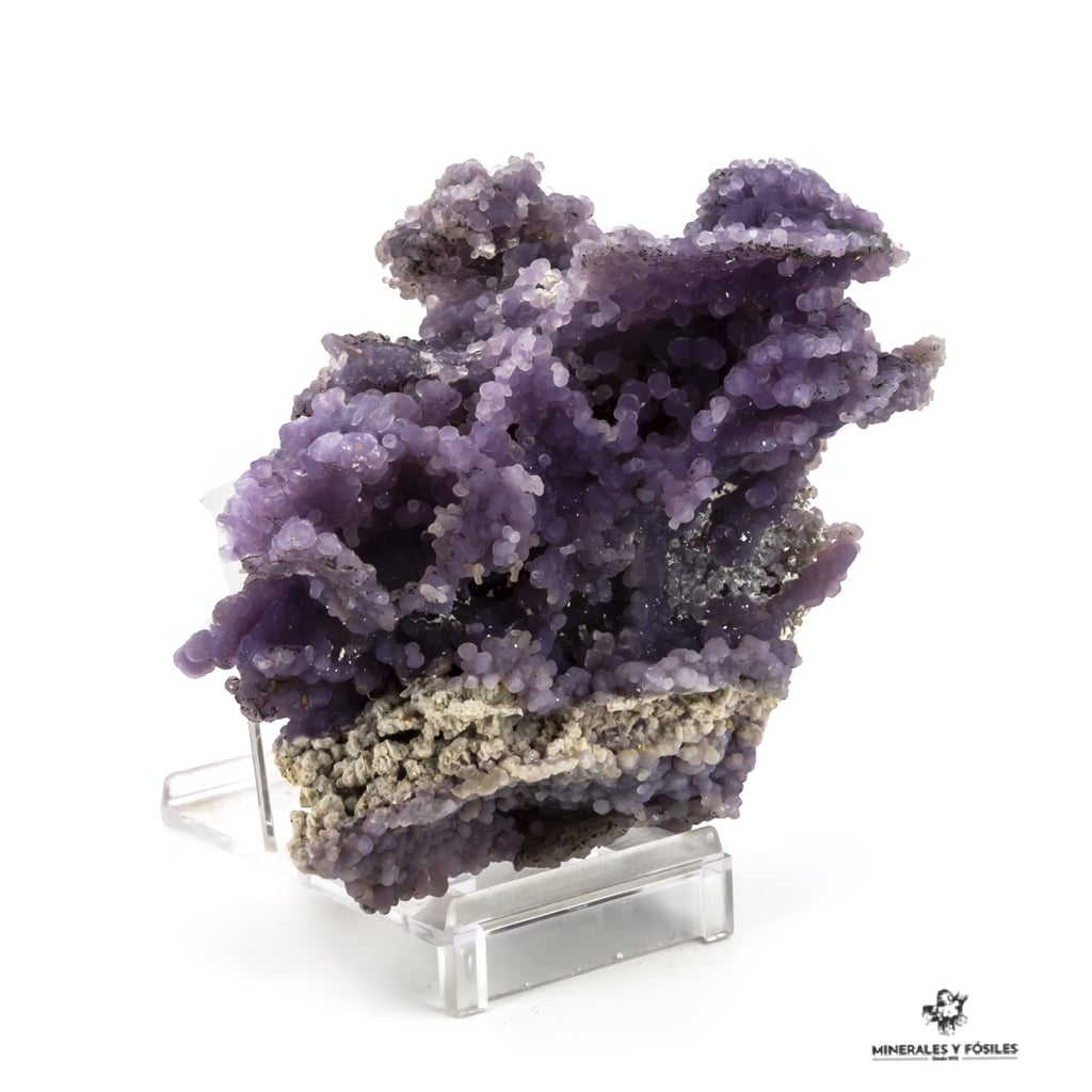 CALCEDONIA LAVANDA sulawesi