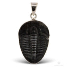 COLGANTE TRILOBITES AMERICANO