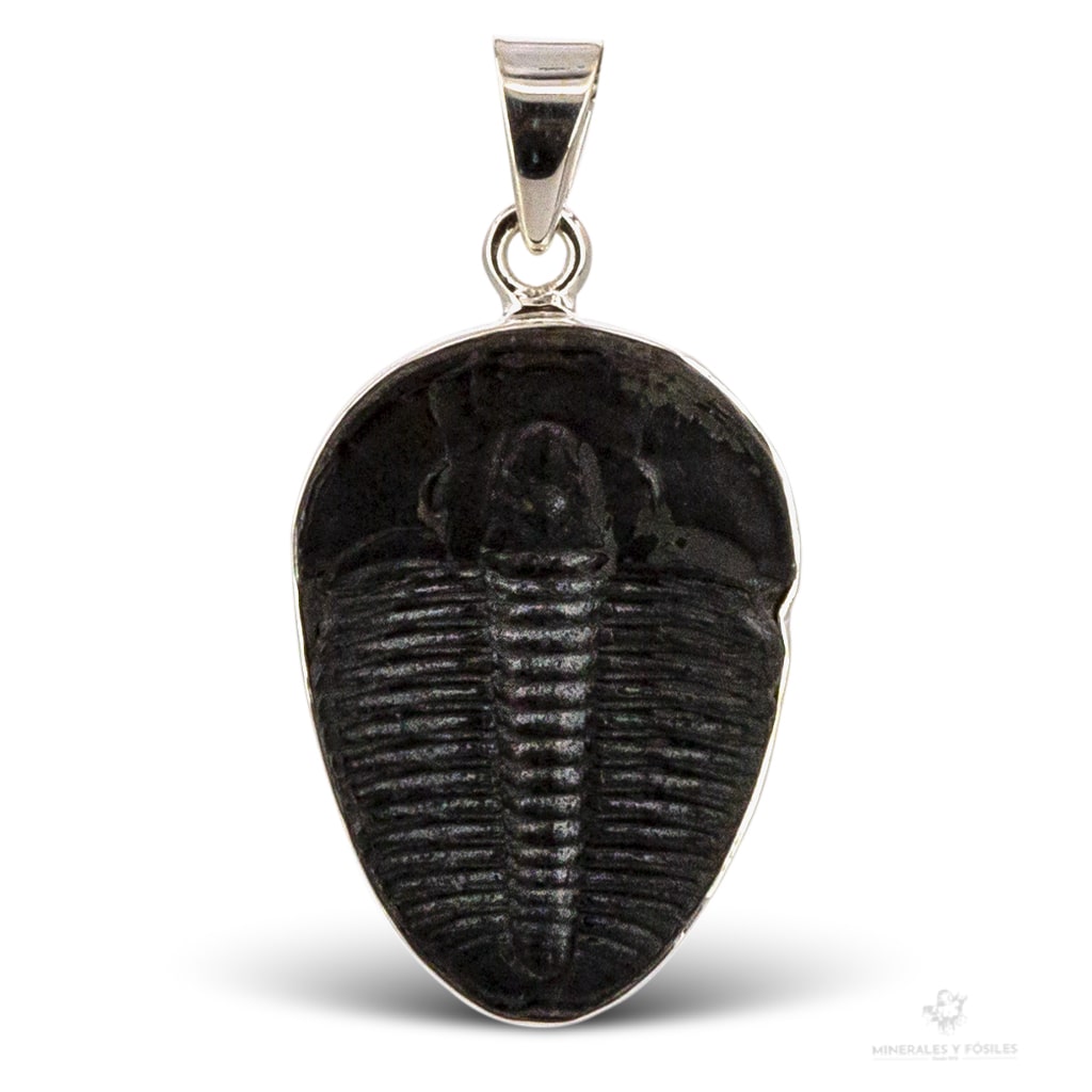 COLGANTE TRILOBITES AMERICANO