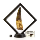 DIENTE DE SPINOSAURUS AEGYPTIACUS