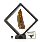DIENTE DE CARCHARODONTOSAURUS