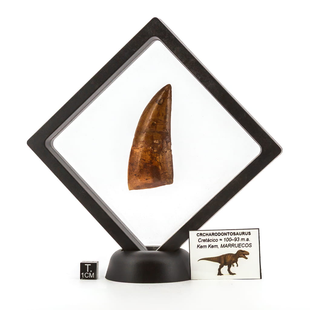 DIENTE DE CARCHARODONTOSAURUS