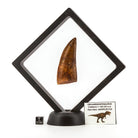 DIENTE DE CARCHARODONTOSAURUS
