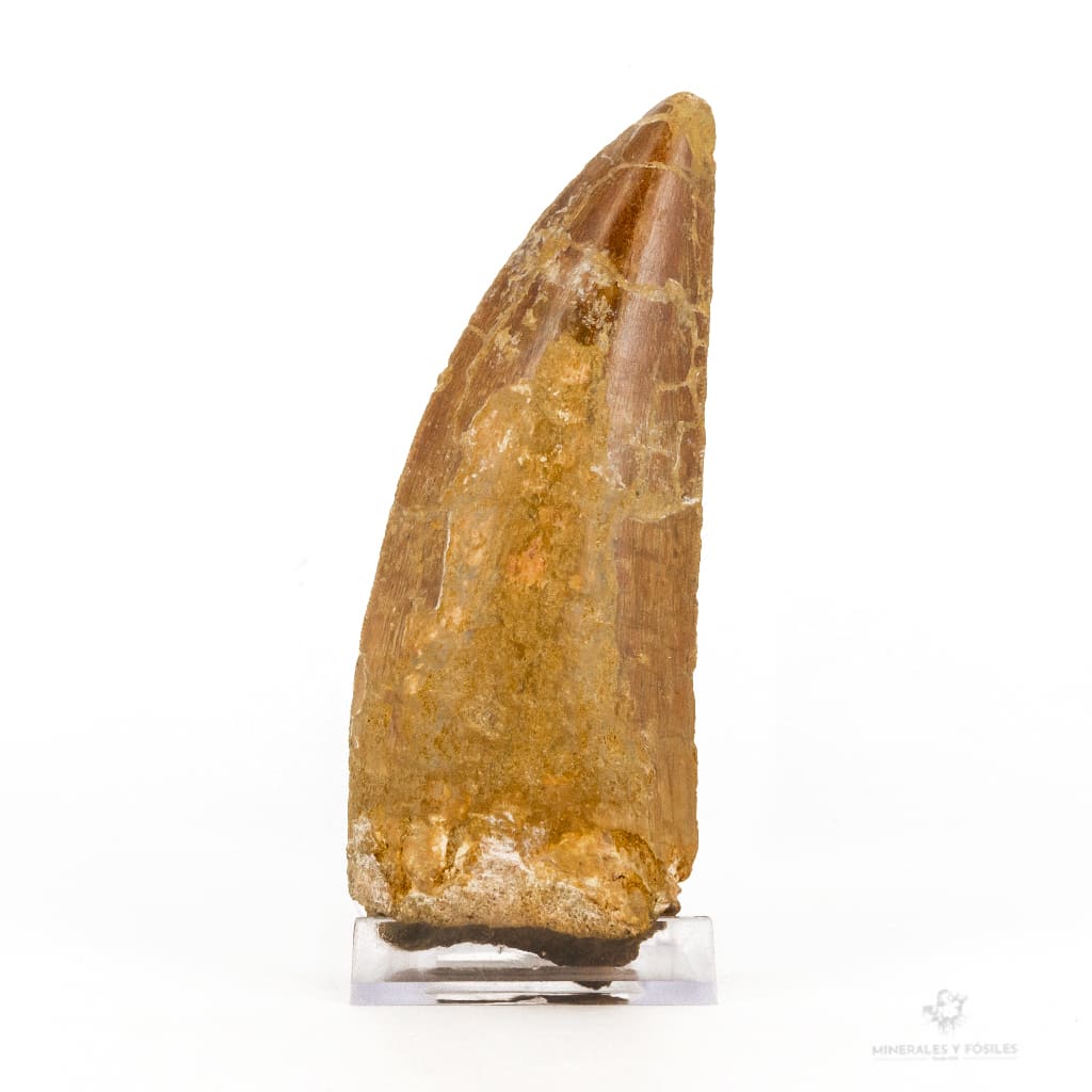 DIENTE DE CARCHARODONTOSAURUS