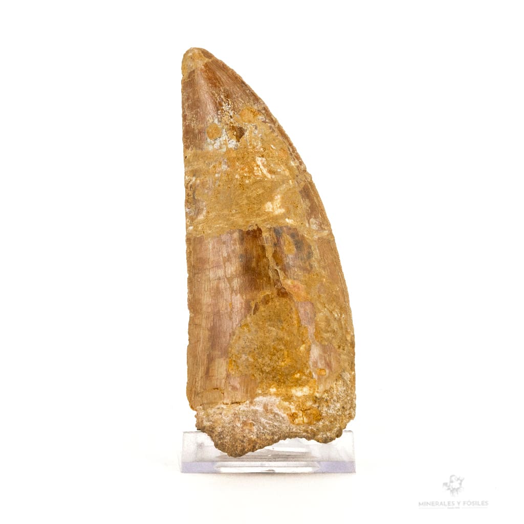DIENTE DE CARCHARODONTOSAURUS