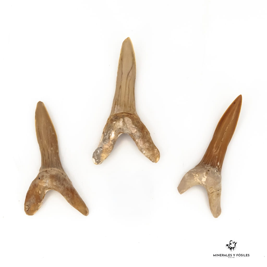 DIENTE DE TIBURÓN STRIATOLAMIA MACROTA