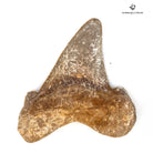 DIENTE DE OTODUS SOKOLOVI