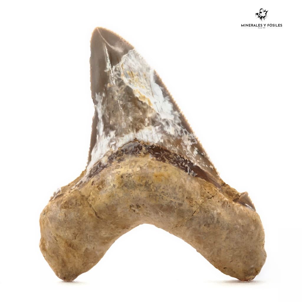 DIENTE DE OTODUS SOKOLOVI dakla